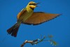 Rainbow Bee-eater